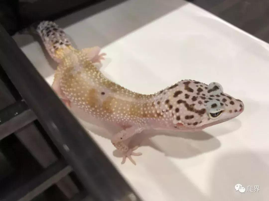 伦敦的爬宠店,隐藏在小区深处的店铺