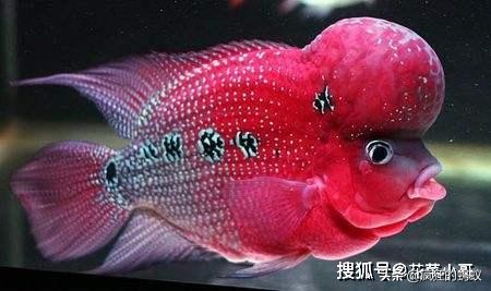 世界上最漂亮的5种鱼 (世界上10种最漂亮的鱼)