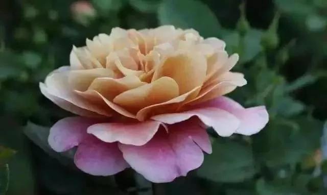 每天学习一点点花卉,100种常见玫瑰品种