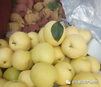 最近皇冠梨涨价的原因,今日全国各地皇冠梨价格