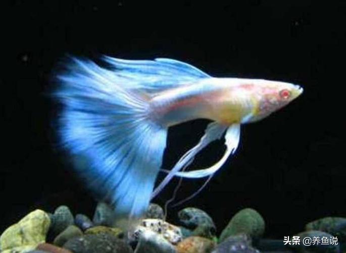 十大适合养的观赏鱼品种,所有观赏鱼品种大全
