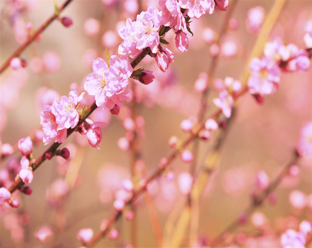 盆栽桃花养殖方法,观赏桃花的养殖方法和注意事项