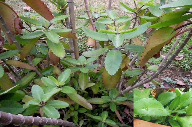 不死鸟植物大全,一种名叫不死鸟的植物