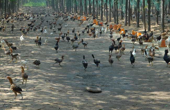 养小鸡三个星期,宠物小鸡怎么养