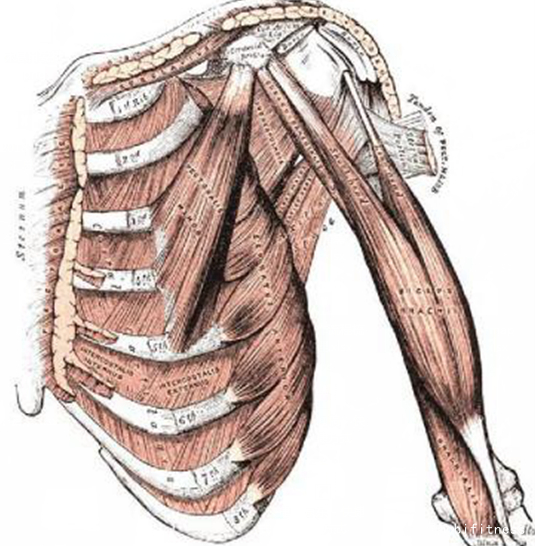 磁阻划船机减脂效果如何,划船机与游泳哪个减脂效果好