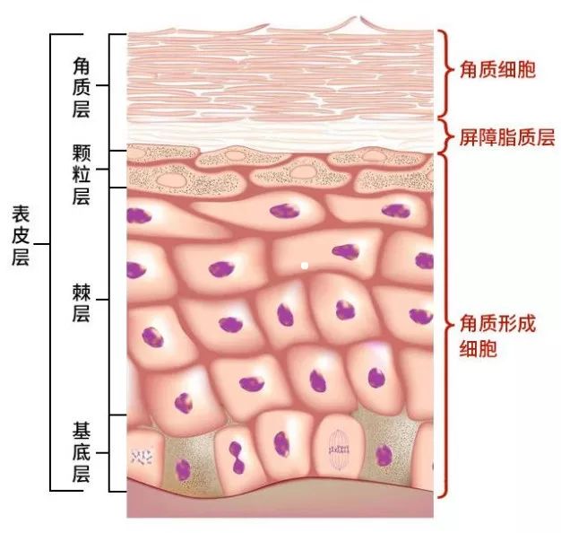 红血丝的四个雷区,关于红血丝你必须知道的几件事