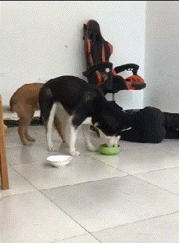 贾玲在沙发上翘二郎腿搞笑图片,贾玲跷二郎腿动图下载