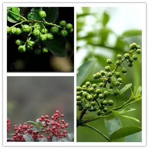 花椒、麻椒、藤椒有啥区别，在烹饪中如何与食材搭配才能最美味？