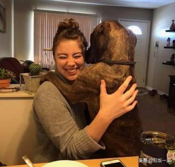 狗狗有这种行为证明你养对狗了,这八种狗狗都是粘人精谁养谁知道