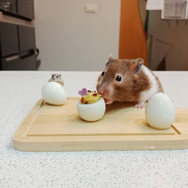 仓鼠颊囊里有食物还需要喂吗,避免仓鼠颊囊长期储蓄食物的方法