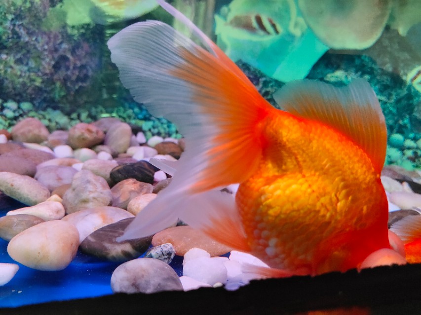 成都动物园游玩日记,成都动物园游玩心情