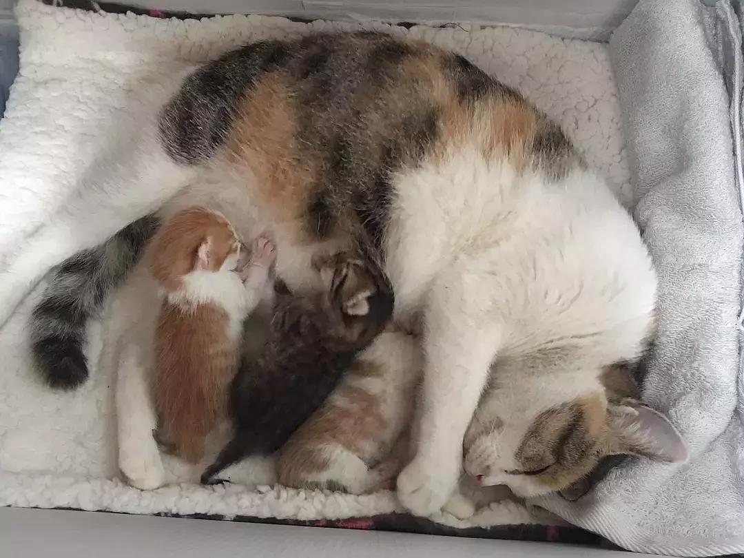 确定猫咪怀孕,怎么证明猫咪是不是怀孕了