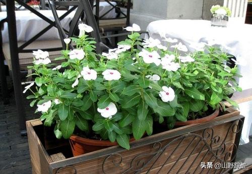 遇到花掉叶黄不如试试这一物,只需加一勺,会有意想不到的效果