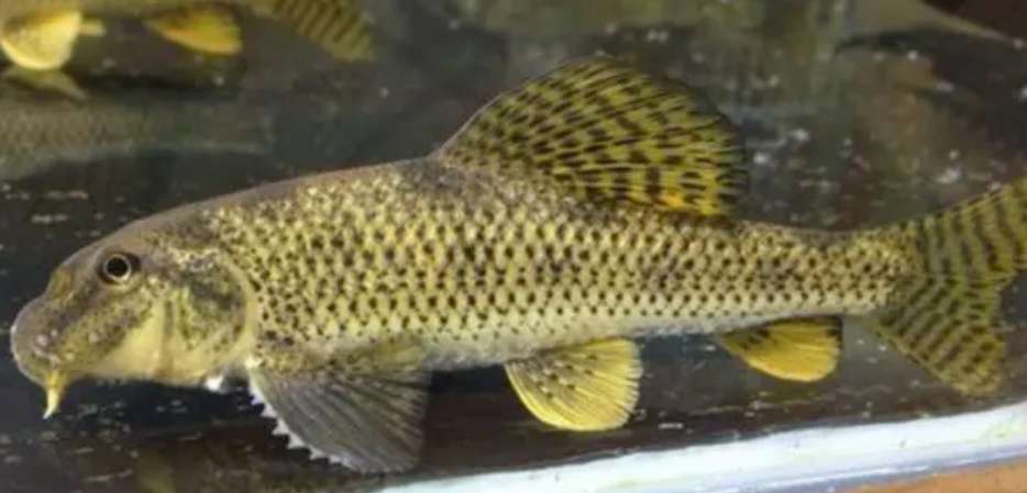 原生冷水清道夫,观赏鱼推荐冷水鱼清道夫