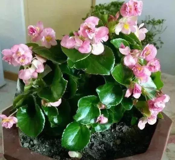 什么花浇点水就不蔫了,这8种花你不要乱浇水