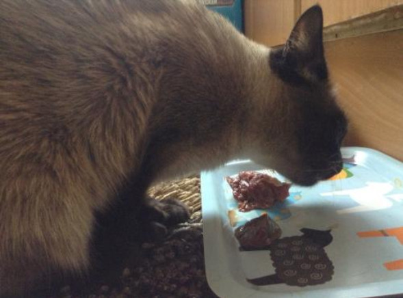 猫吃生骨肉注意事项,猫咪吃生骨肉要注意什么