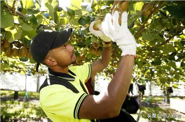 新西兰进口奇异果猕猴桃,猕猴桃新西兰进口