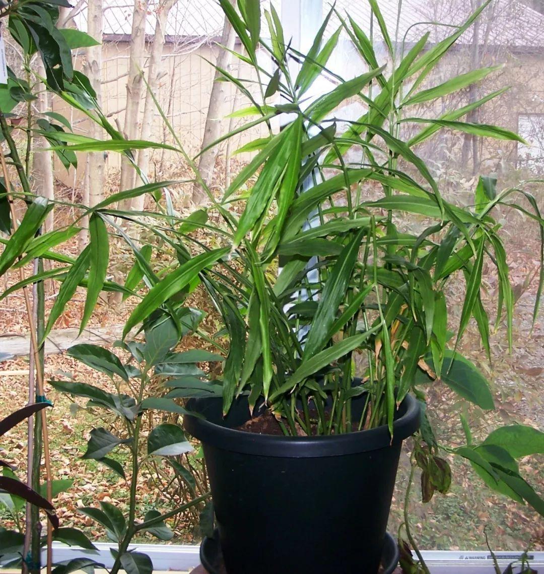 把姜种到花盆当绿植观赏,生姜无土盆栽观赏