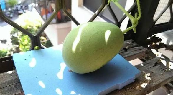 阳台盆栽西瓜如何正确地进行栽种,冬季种植盆栽西瓜小技巧