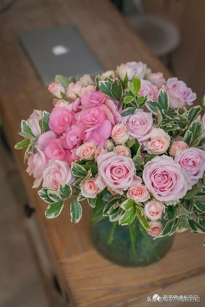 12种浪漫粉色系玫瑰图鉴,10款紫色玫瑰品种介绍