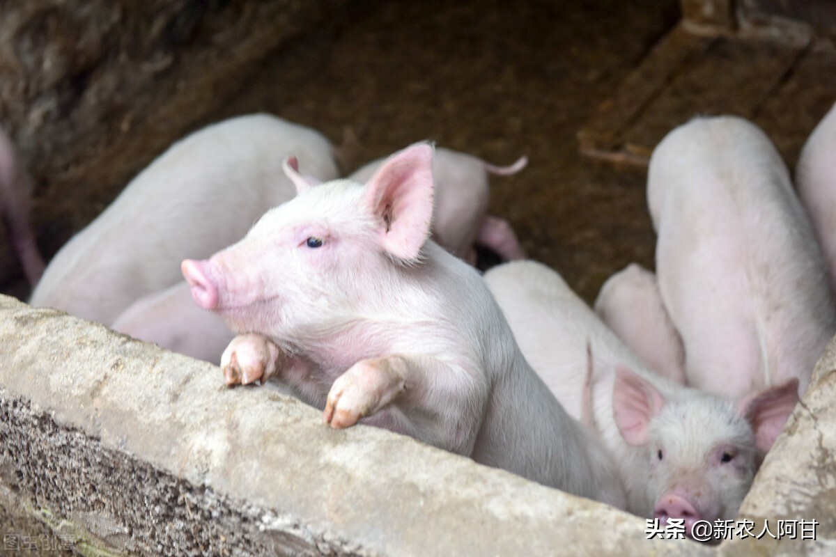 自繁自养母猪的技巧,自繁自育仔猪选种