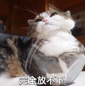 猫的本质是液体，不信看这里，萌化你