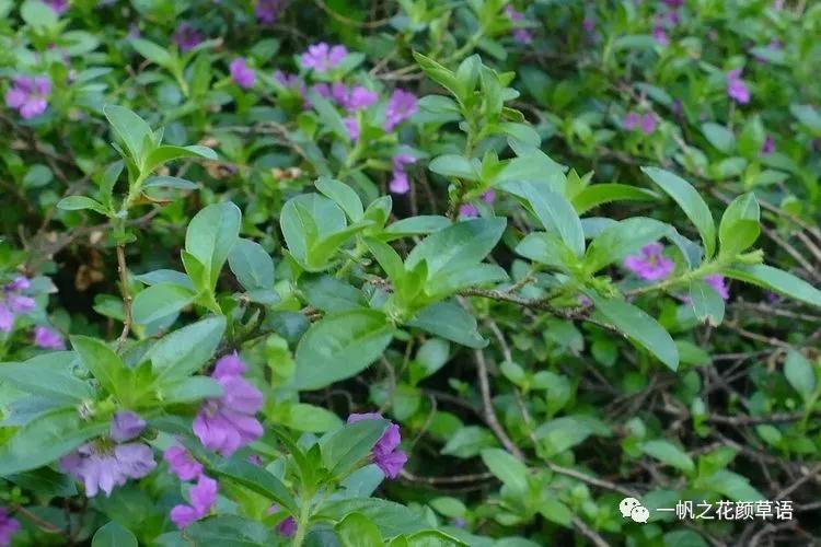 细叶萼距花耐寒吗,细叶萼距花喜光喜阴