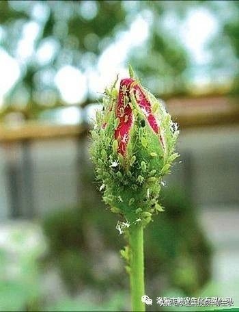 如何防治花椒树上的蚜虫,如何治花椒树上的蚜虫