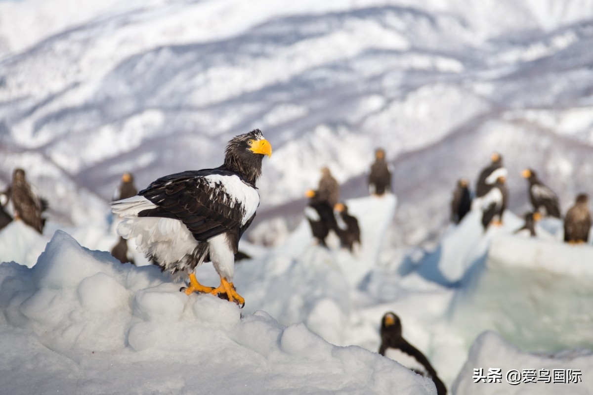 观鸟大年作品集,观鸟大年完整版