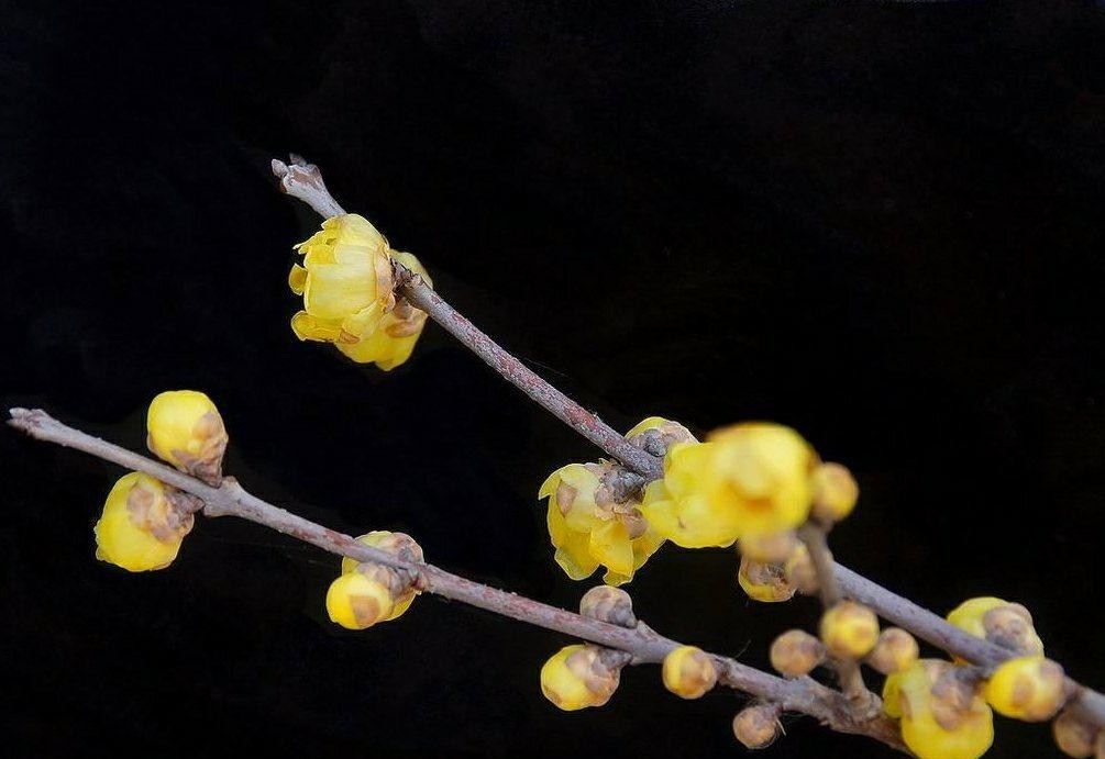 傲雪凌霜的腊梅正在绽放,傲立寒冬的腊梅