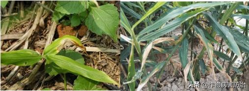 生姜黄叶的原因及治疗方法,生姜苗出现黄叶是什么原因