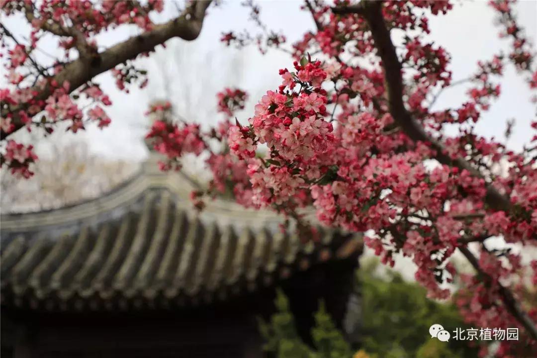 中国科学院植物研究所北京植物园,北京植物园有牡丹花还有什么花