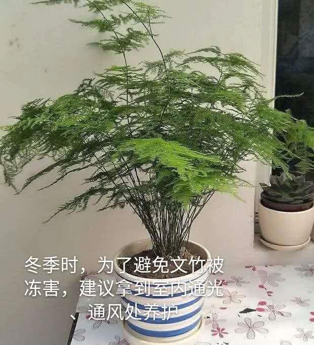 家养文竹枝叶干枯？多注意这些问题，使其枝叶翠绿