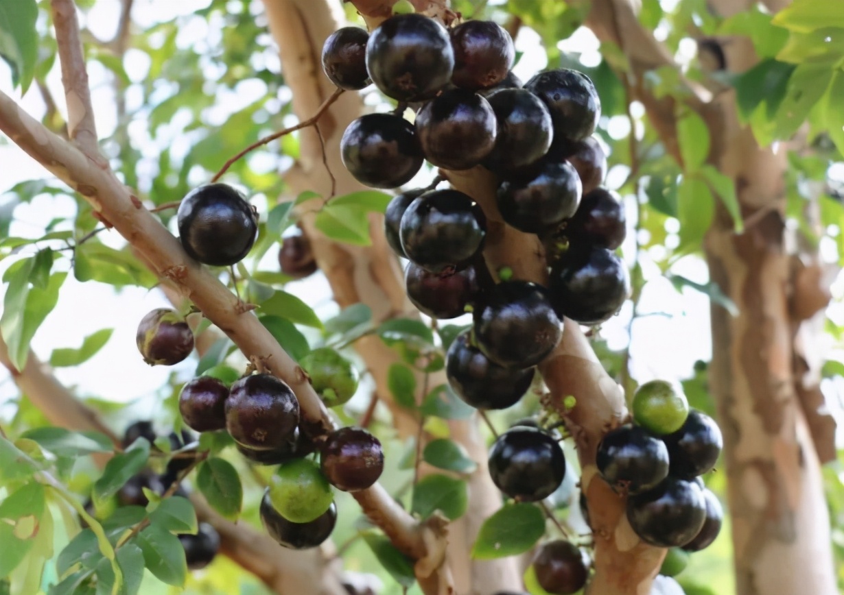 5年前百元一斤的土豪果,30几元一斤的土豪果