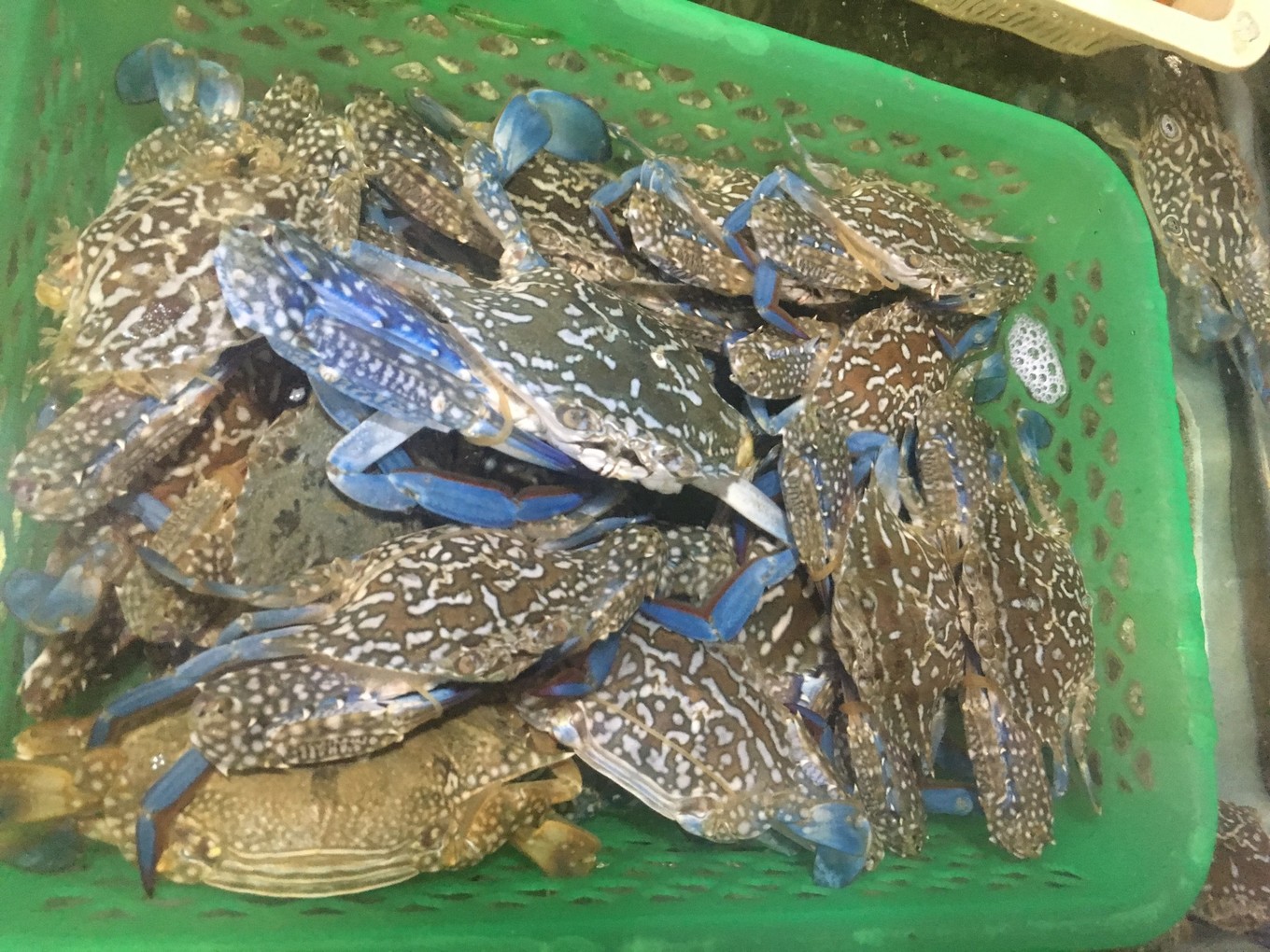 三亚旅游吃海鲜防宰攻略,三亚蜈支洲岛吃海鲜攻略