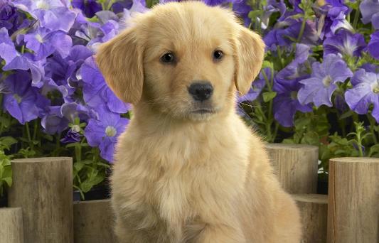 养狗喂狗粮喂多少合适,新手养狗应该怎么给狗狗喂餐