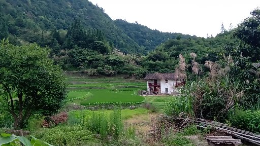 蜜蜂养殖深山农家土蜂蜜,蜜蜂养殖纯天然正宗蜂蜜