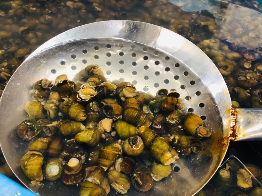 浙江宁波：这种5元钱一斤的贝壳最近肉肥味美，品尝的好时节到了