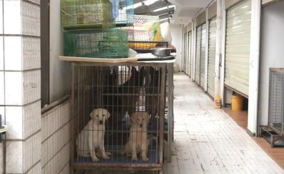 小区养狗扰民太脏了,小区养狗半夜狗叫