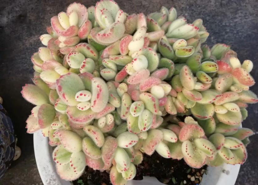 多肉养出状态来有多美？这102种多肉控养上色之后美呆了