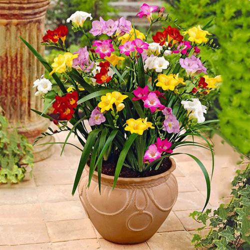 养花的土怎么让其松软不板结,养花盆土板结了怎么办