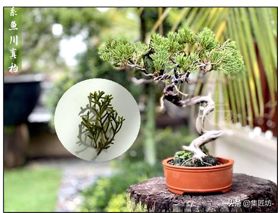 真柏出现针叶干枯失去光泽,济州真柏针叶发白不绿干瘪怎么办