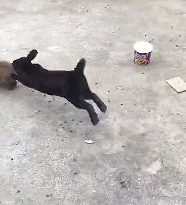 如何养好兔子,如何养好一只兔子呢