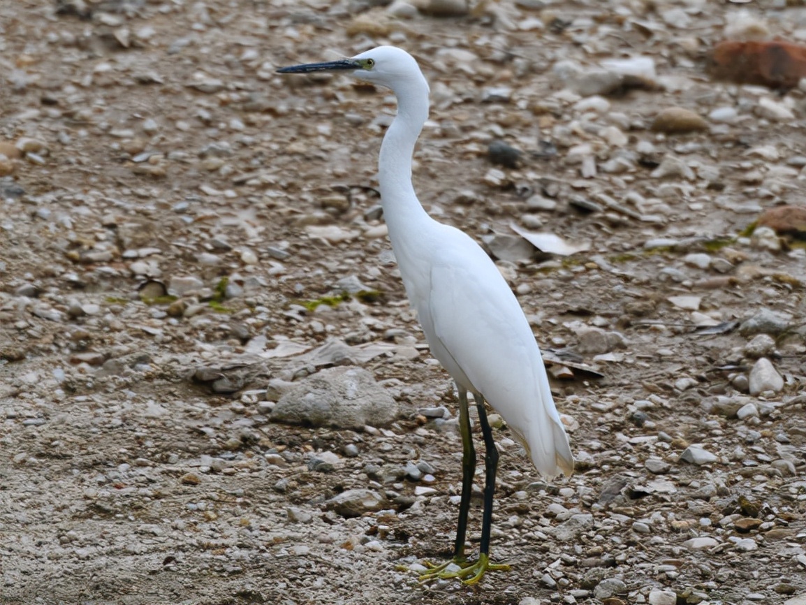 云南玉龙湖观鸟,临沧玉龙湖清晨的美景照片