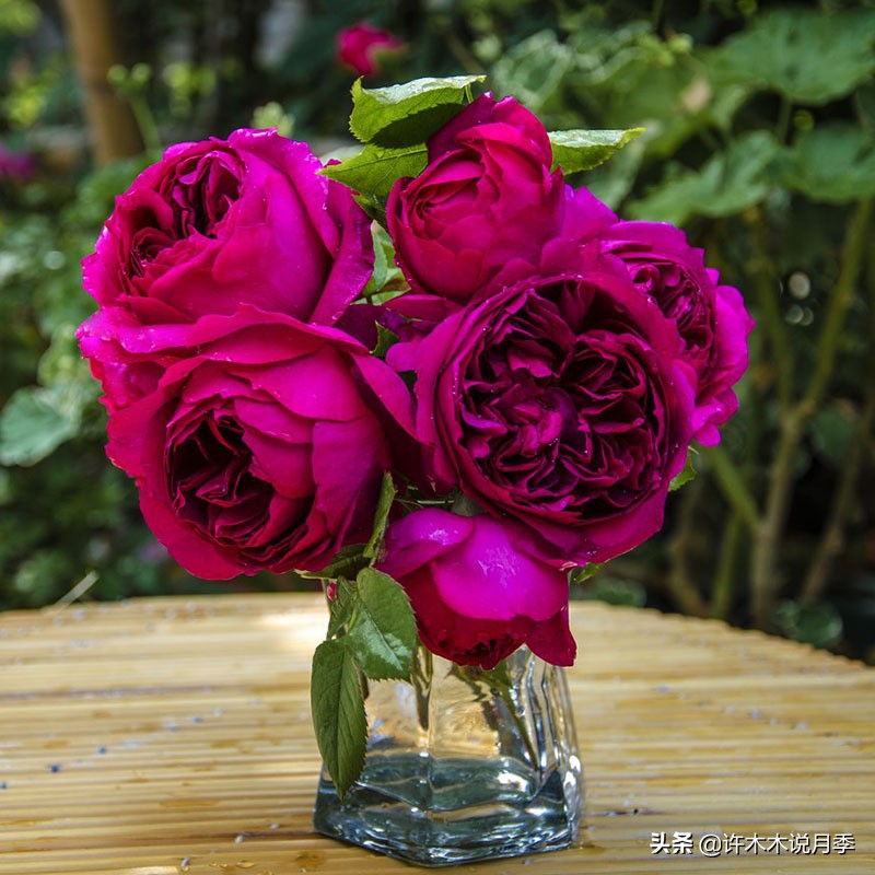 月季根瘤预防,月季根瘤传染别的植物吗