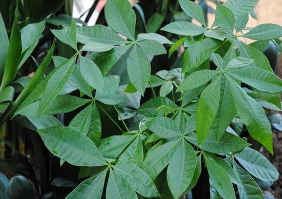 发财树头主干腐烂的救治方法视频,高大发财树主干腐烂怎么补救方法