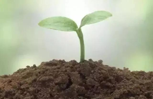 生物菌肥的最佳使用方法,生物菌肥的用途与病虫害的防治