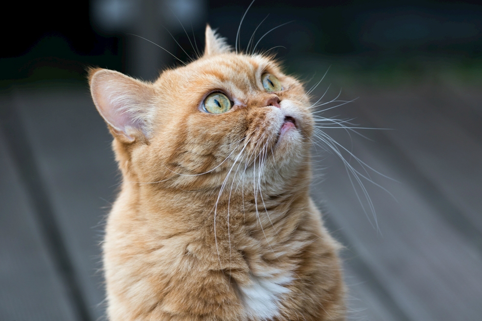 猫咪吃的卵磷脂跟鱼油有什么区别,麦德氏犬护毛卵磷脂猫咪能吃吗