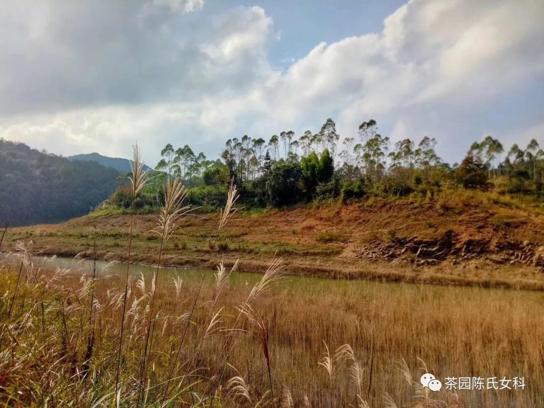 月经太少吃什么补得快,月经不调保护卵巢