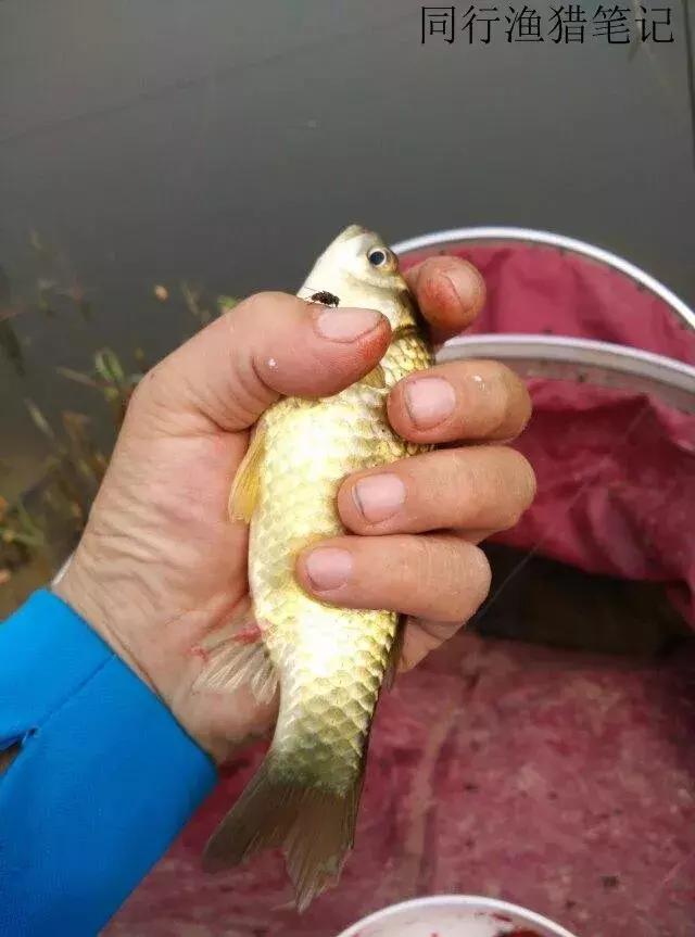 钓鱼记录2019,最新的钓鱼日记